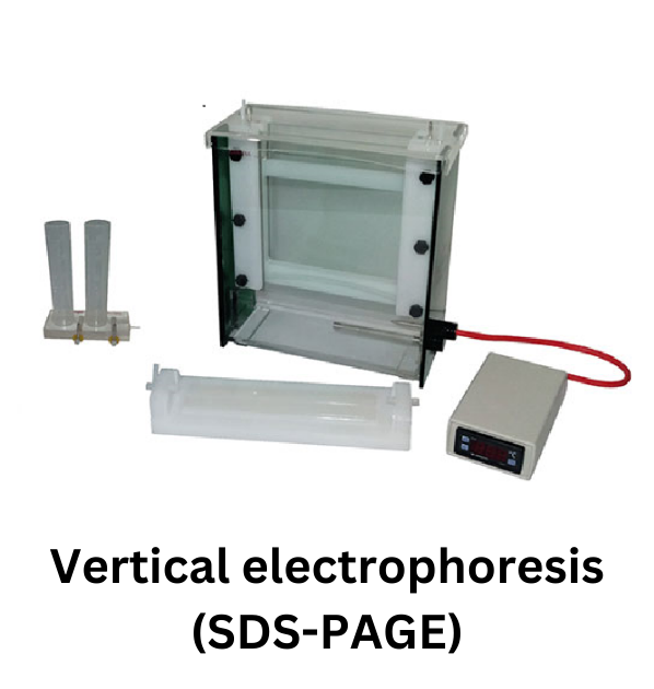 sds page