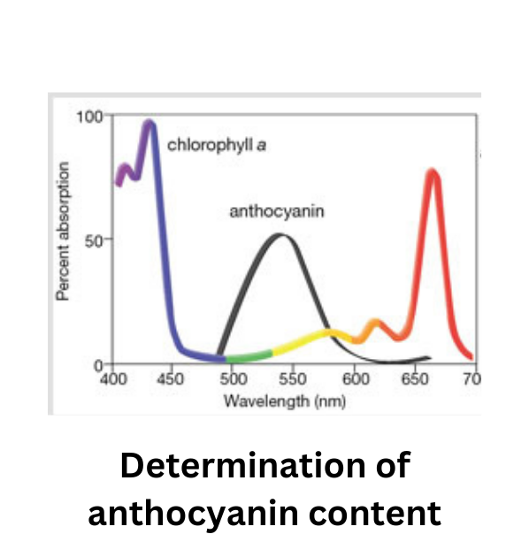 anthocyanin
